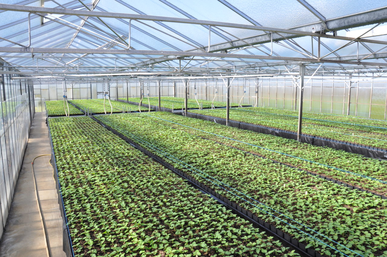 Les atouts de Bretagne Plants - Bretagne Plants