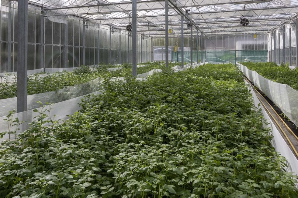 Les missions - Bretagne Plants
