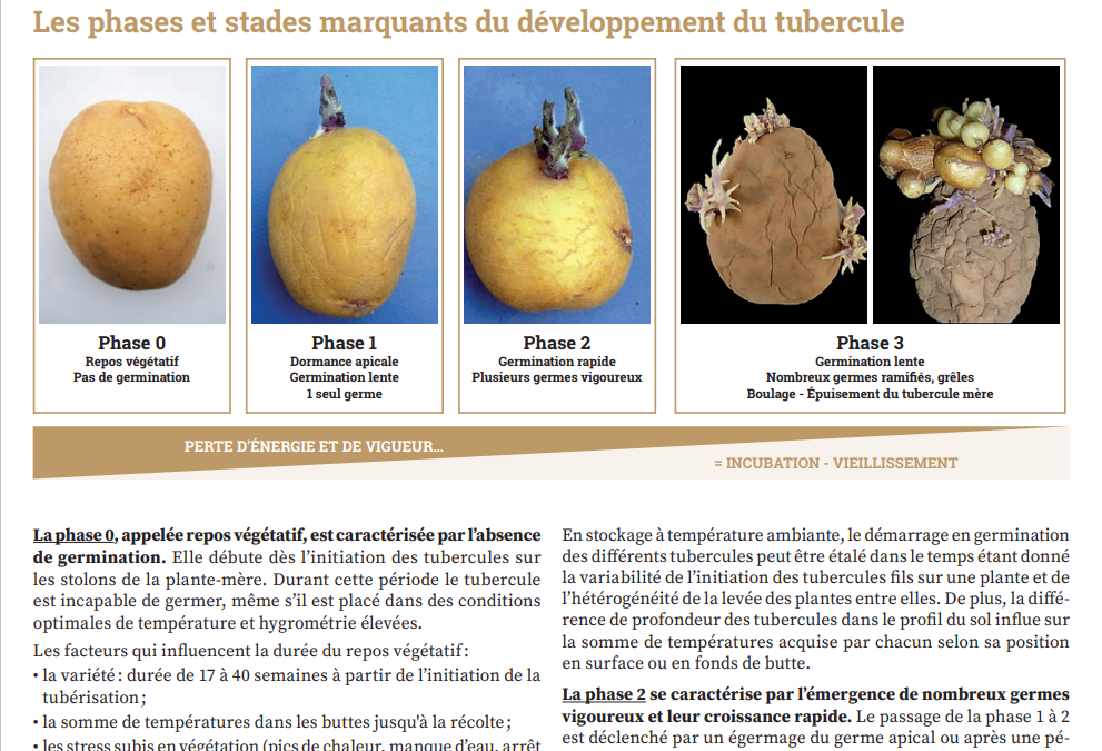 Physiologie de la pomme de terre (12/2023)